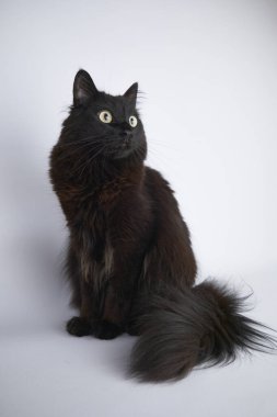 Şirin bir kedinin portresi