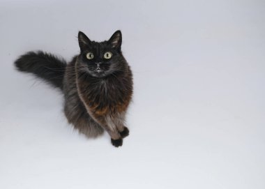 Stüdyodaki kara kedi