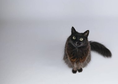 Beyaz arka planda güzel gri bir kedi