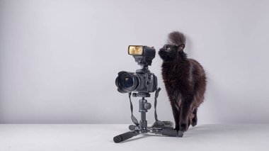 Sevimli siyah kedi, eski bir kamerayla ahşap bir sandalyede oturuyor ve beyaz arka planda bir tripodun kamerasına bakıyor.