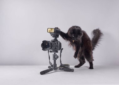 Sevimli bir kedi siyah arka planı olan bir tripodun üzerinde oturuyor..