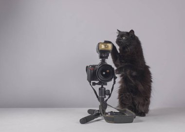 Kameralı siyah kedi ve beyaz arka planda bir kedi.