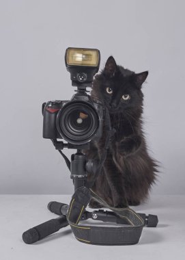 Beyaz arka planda kamera olan siyah kedi.