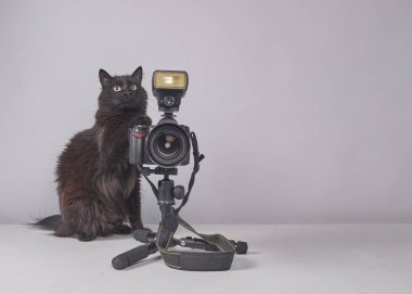 Üç ayaklı siyah kedi