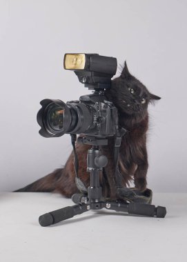 Beyaz arka planda kamera olan siyah kedi.