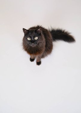 Beyaz arka planda sarı gözlü siyah kedi