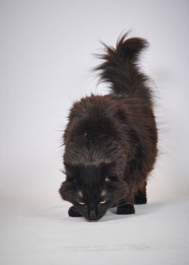 Beyaz bir arka planda tüylü sevimli siyah kedi yavrusu.