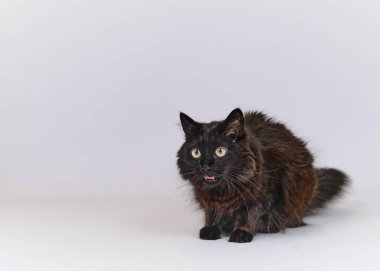 Beyaz arka planda sarı gözlü siyah tüylü kedi.