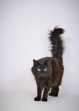 Beyaz tüylü siyah kedi