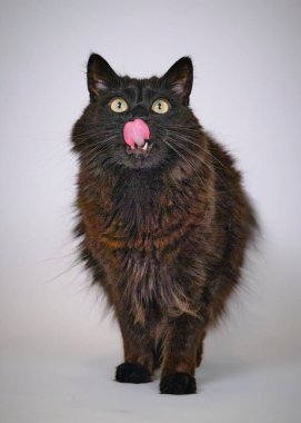 Yeşil arka planda büyük gözleri olan siyah kedi..