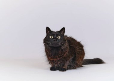 Siyah kedi beyaz arka planda izole edilmiş