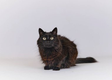 Beyaz arka planda siyah kedi.