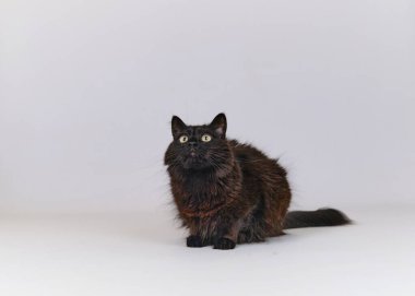 Siyah kedi beyaz arka planda oturuyor.