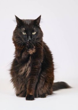 Yeşil arka plandaki kedi