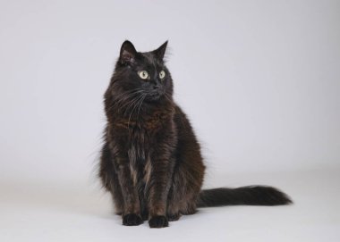 Beyaz arka planda genç ve güzel bir kedinin stüdyo çekimi