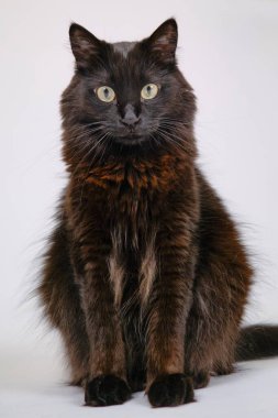 Beyaz arka planda siyah kedi