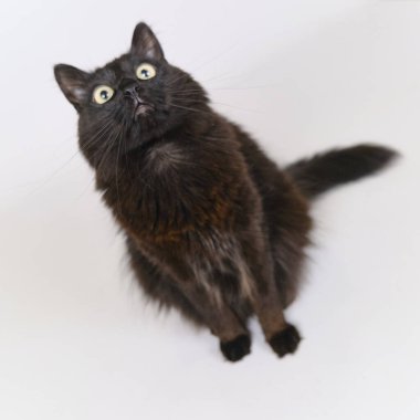 Siyah bir kediyle beyaz arka planda siyah bir kedi