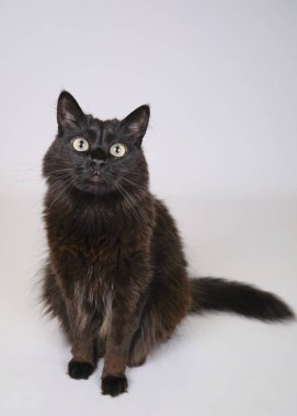 Beyaz arka planda siyah beyaz kedi