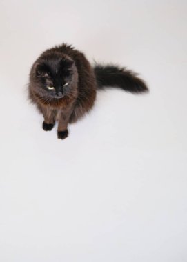 izole sevimli siyah kedi