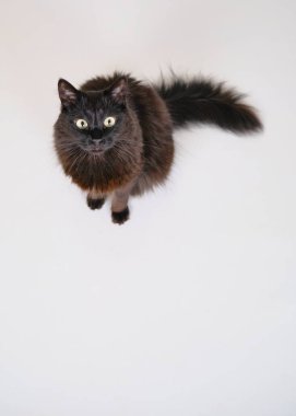 güzel pofuduk siyah beyaz tüylü kedi