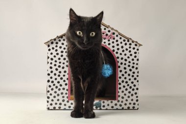 Siyah yaylı siyah kedi