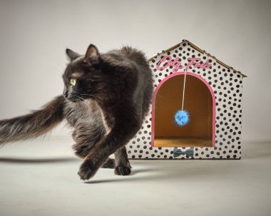 Stüdyoda mavi arka planda oyuncağı olan sevimli siyah kedi.