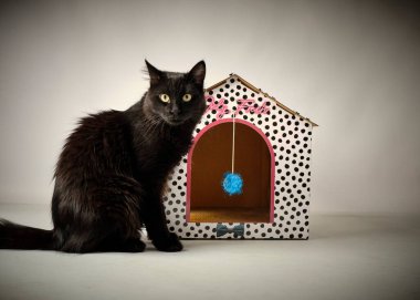 Tahta masada renkli benekleri olan bir kedi.