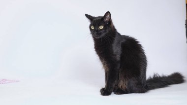 Siyah arka planı olan siyah kedi yavrusu.