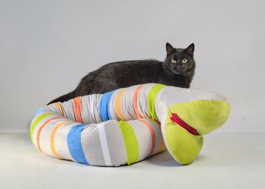 Beyaz arka planda sevimli sevimli bir kedi.