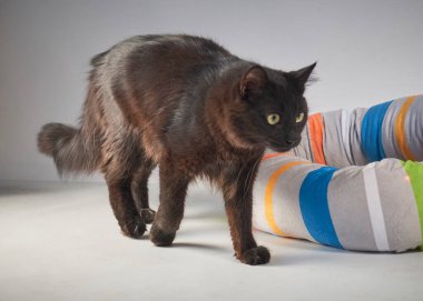 Beyaz arka planda sevimli kedi