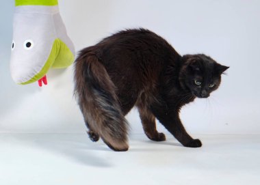 Beyaz gözlü kara kedi.