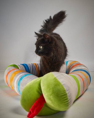 Güzel siyah beyaz bir kedi ve renkli topları var..