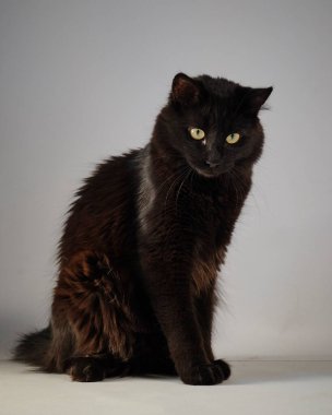 Sarı gözlü kara kedi.