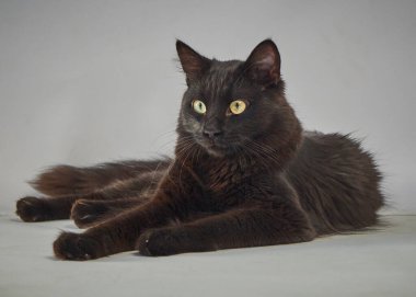 Yeşil gözlü siyah kedi