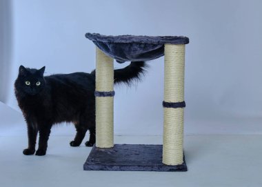 Siyah kedi ve beyaz top.