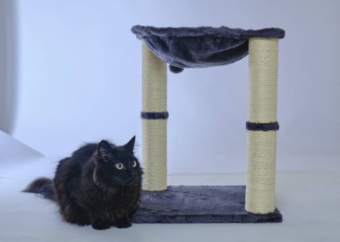 Evin içinde kedi var.