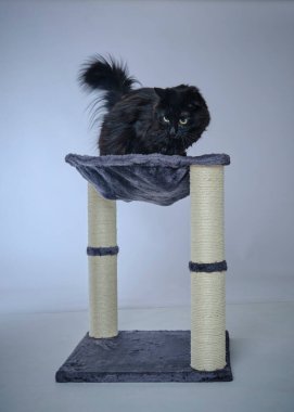 Maine coon kedi siyah bir zemin üzerine