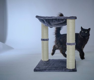 Stüdyoda kedi, gri arka planda kedi