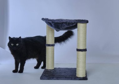 Masada oturan siyah kedi.