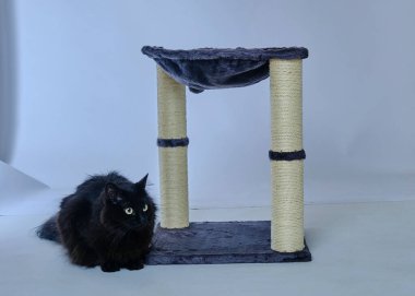 Kedi yerde oturuyor.