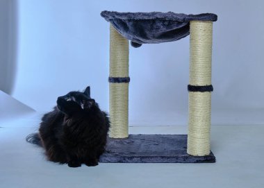 Şirin pofuduk kedi stüdyoda.