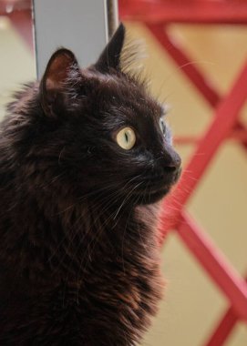 Güzel bir kedinin portresi.