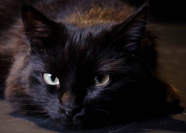 Sarı gözlü siyah kedi portresi