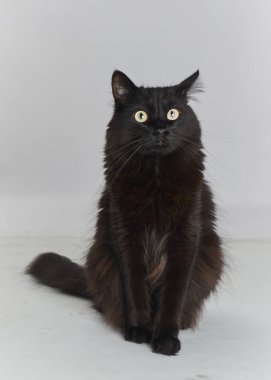 Hafif arka planda siyah tüylü kedi. Siyah gözlü kedi..