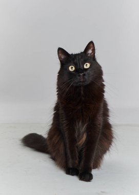 Beyaz arka planda siyah kedi