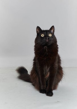 Sarı gözlü kara kedi.