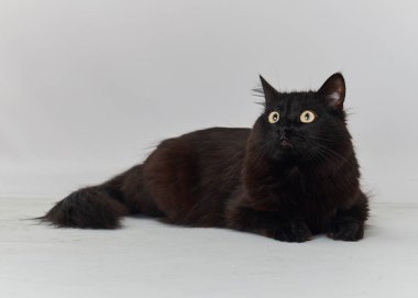 Şirin siyah beyaz kedi.