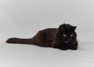 Beyaz arka planı ve siyah kedisi olan siyah bir kedi. yüksek kaliteli fotoğraf