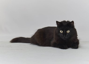 beyaz arkaplandaki kedi