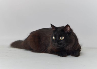 Beyaz arka planda siyah kedi